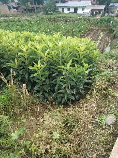 简阳市枇杷树苗 嫁接苗 
