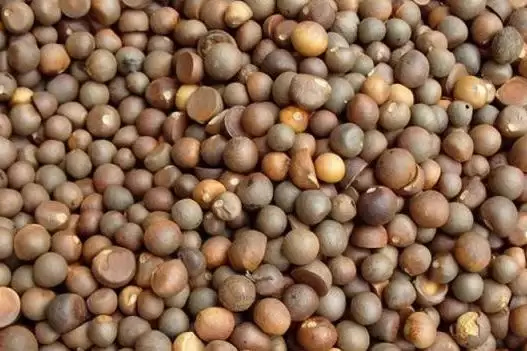 丰城市山茶油 茶籽