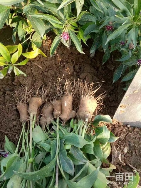 定州市改良白术芽子，品质好，有需要的可以预定，【价格随行就市】