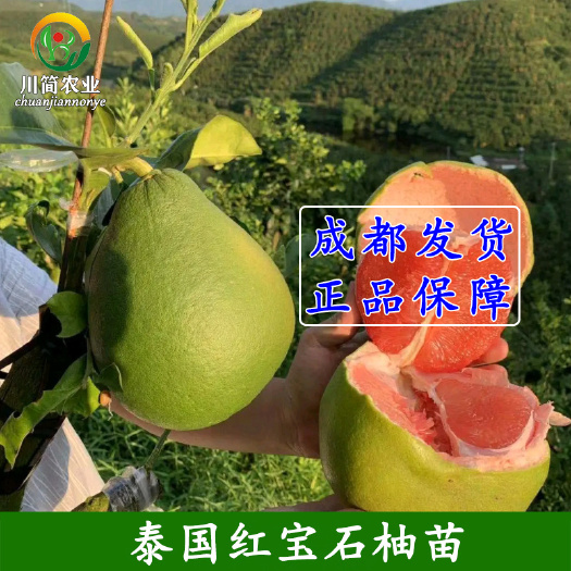 简阳市泰国红宝石柚苗  泰国红宝石青柚苗越南青柚苗红宝石柚苗