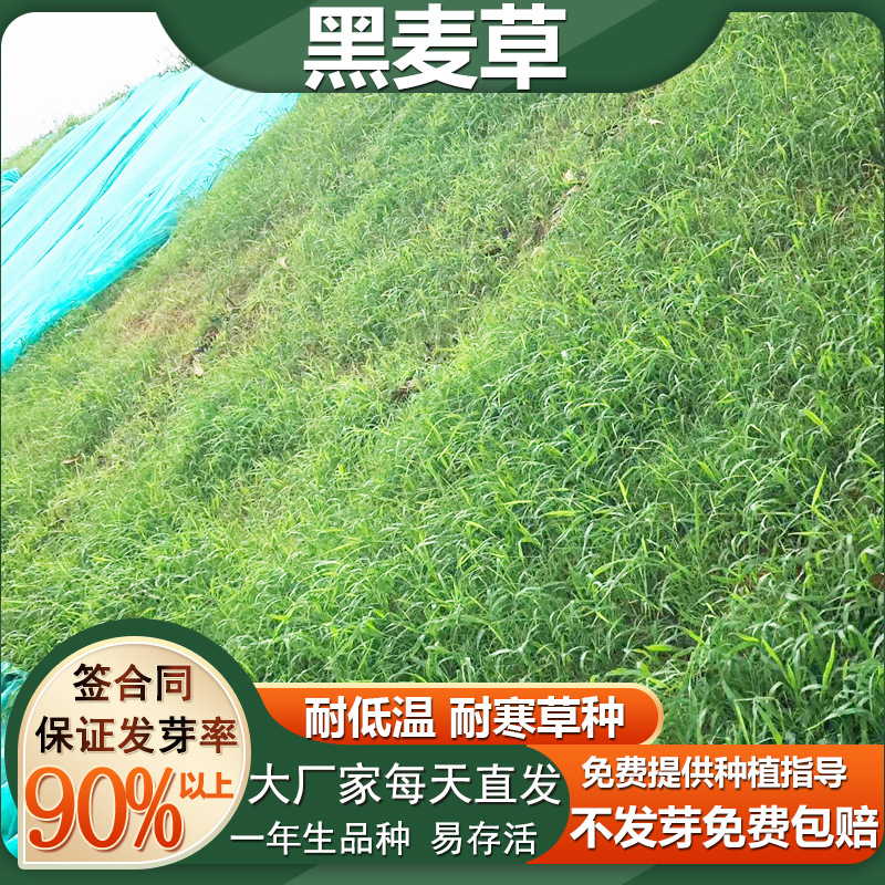 草坪种子四季常青耐寒免修剪绿化草皮黑麦草种子庭院护坡草种子