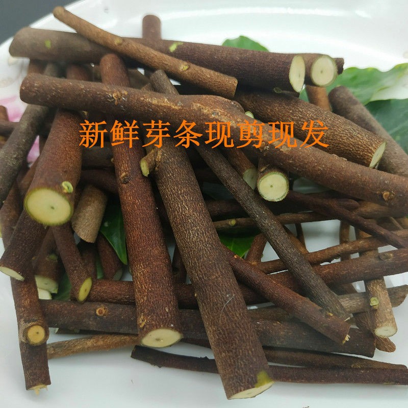 绿奇楠芽条，大量有货，芽条，改良土沉香专用