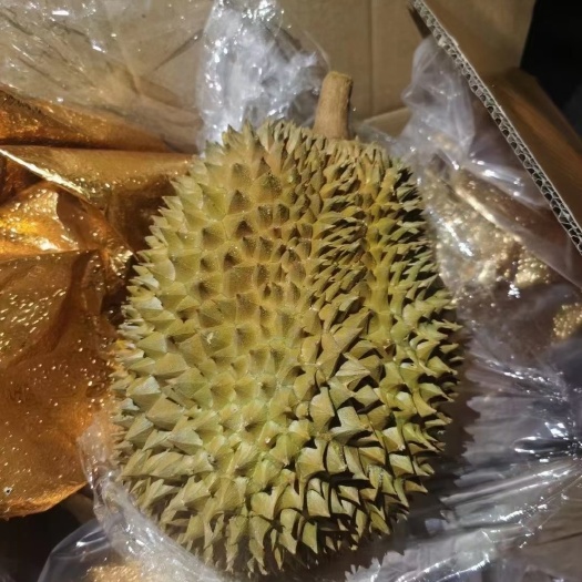 广州金枕榴莲 冷冻金枕头榴莲
