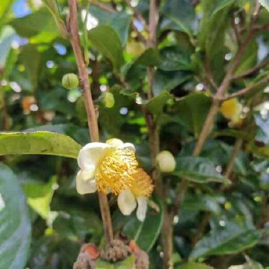 澜沧县茶花树 茶花