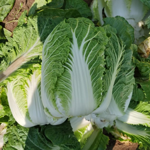 凌海市白菜大量上市，多品种，高品质，欢迎咨询