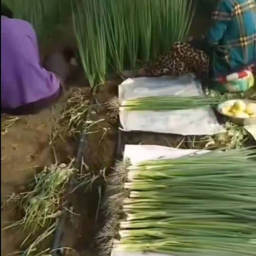 公主岭市精品小香葱产地直发大量有货欢迎欢迎
