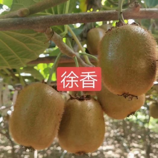 长兴县徐香猕猴桃 翠香