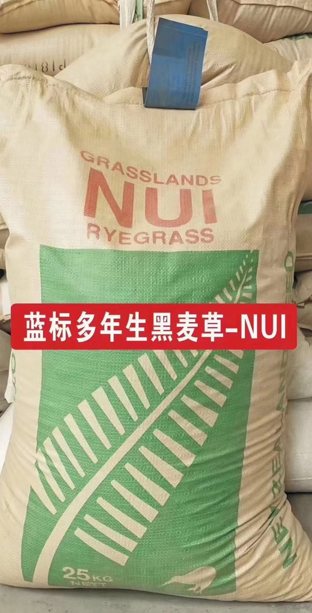 草坪种子四季常青耐寒免修剪绿化草皮黑麦草种子庭院护坡草种子