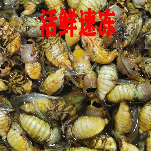 丰县金蝉 知了猴白蝉银蝉支持一件代发