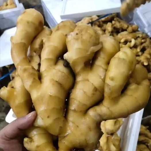 淄博 大黄姜水洗