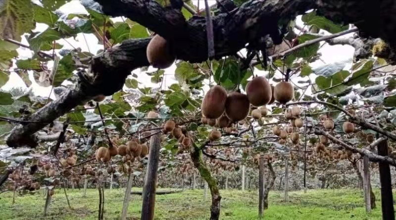 苍溪县提前预定海沃德猕猴桃  每十万斤猕猴桃可再优惠1千元现金