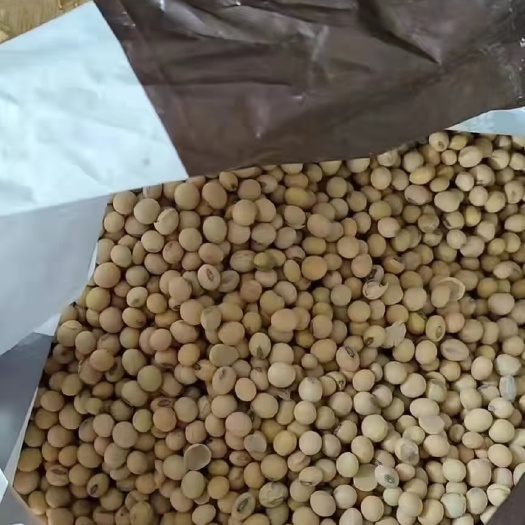 昆明 大豆