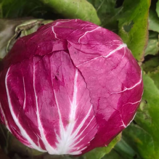 红球生菜，现货供应，30斤/件