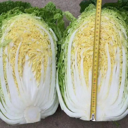  黄心白菜