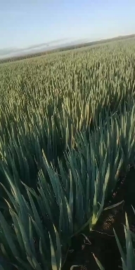 哈尔滨 铁杆大葱