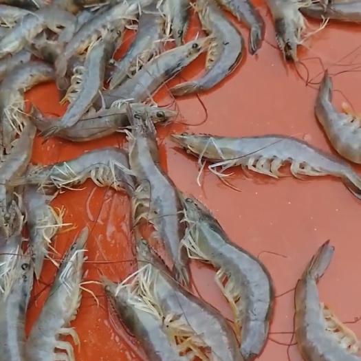 南宁 广西对虾，生猛虾，活虾
