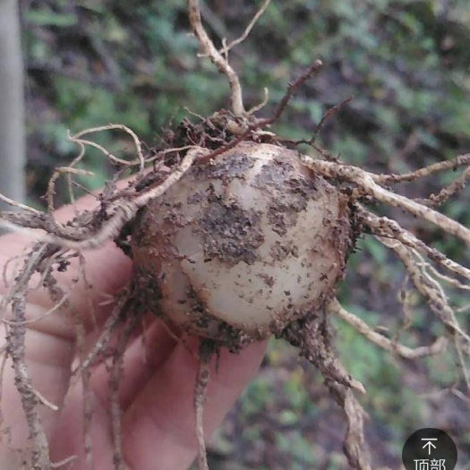 天南星种子  秦岭野生天南星球茎小球大球特大球产地陕西去病偏