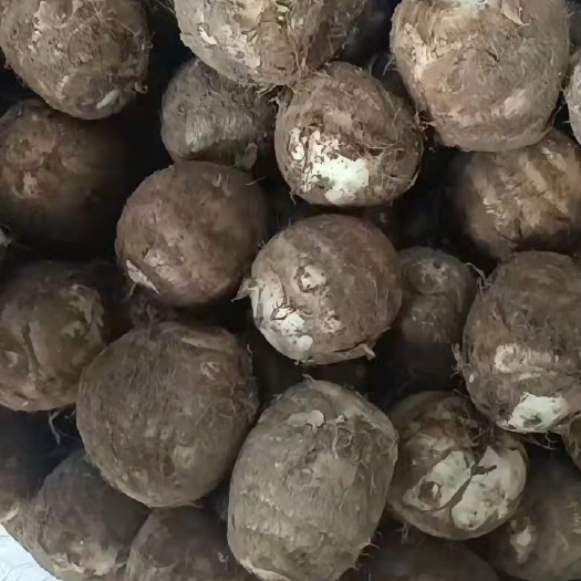 淄博 毛芋头