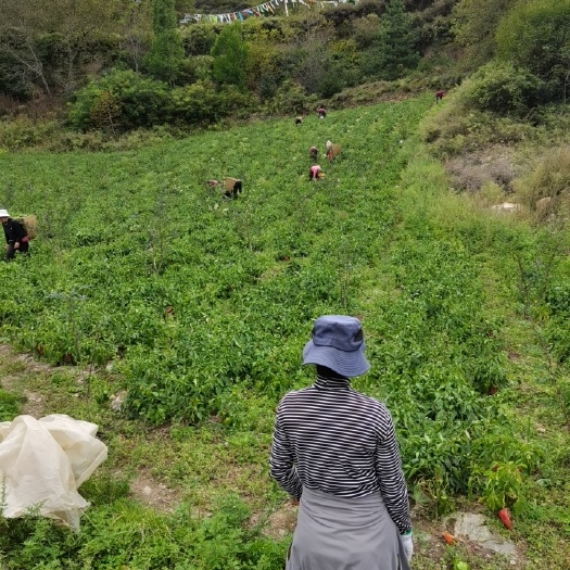 黑水县甜椒 四川省阿坝藏族羌族自治州黑水县 