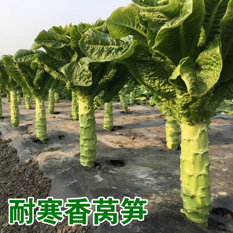 沭阳县莴笋种子抗寒莴笋新种子香笋6号种子包邮抗严寒莴笋种子莴苣种子