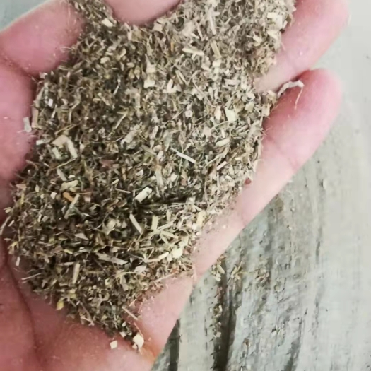 正定县花生秧