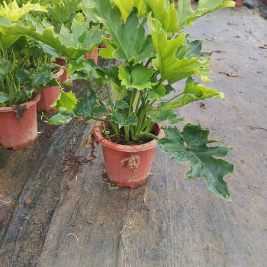 肇庆春羽