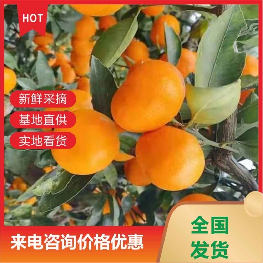 澧县高山早熟蜜桔皮薄味美甘甜可口回味无穷