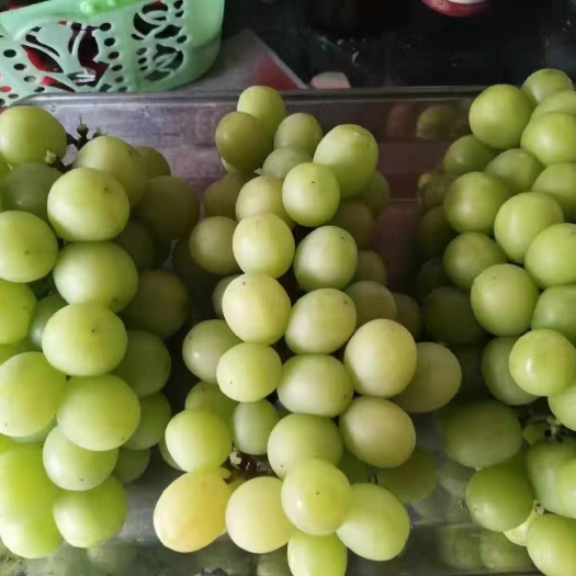 资源县 阳光玫瑰葡萄，罗汉果售