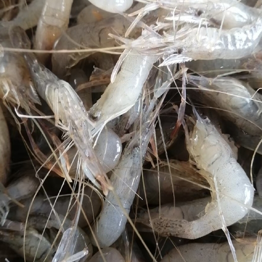 青虾 河虾