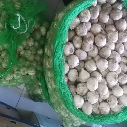 富锦市 独头蒜16000斤，大小蒜头分开了