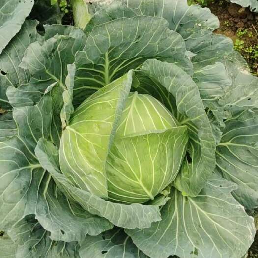 汉源县莲花白 扁包菜 大量现货 现砍现发 垫资发货
