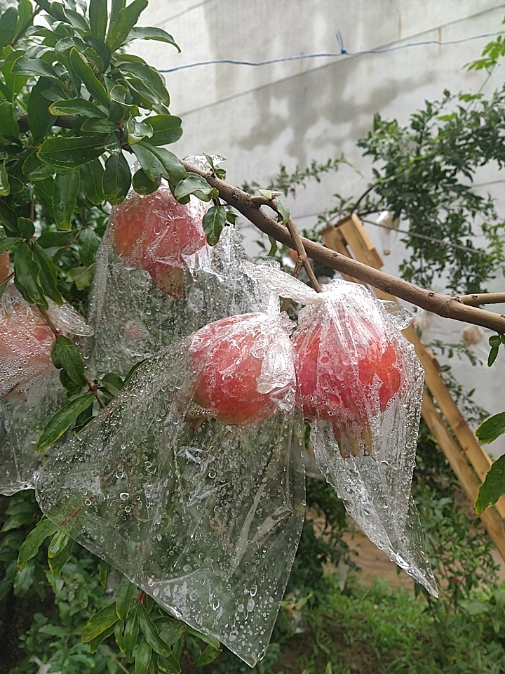 红石榴  临潼甜石榴，生态，不打除草剂。