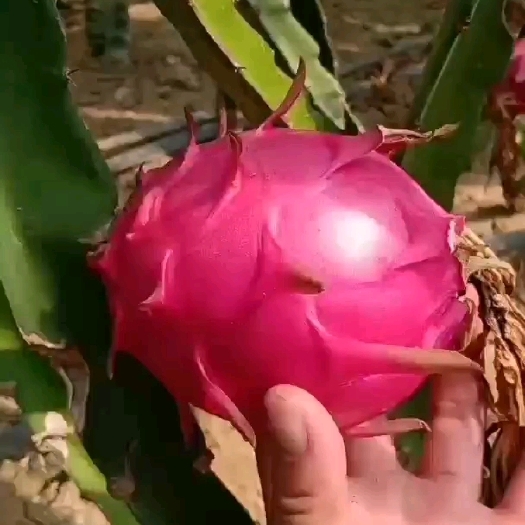 泰安红心火龙果苗，自花授粉大红火龙果苗