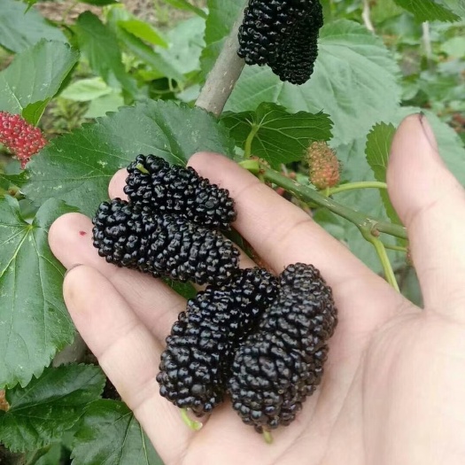 绍兴无籽大十果桑苗，当年挂果苗，保品种，成活率高