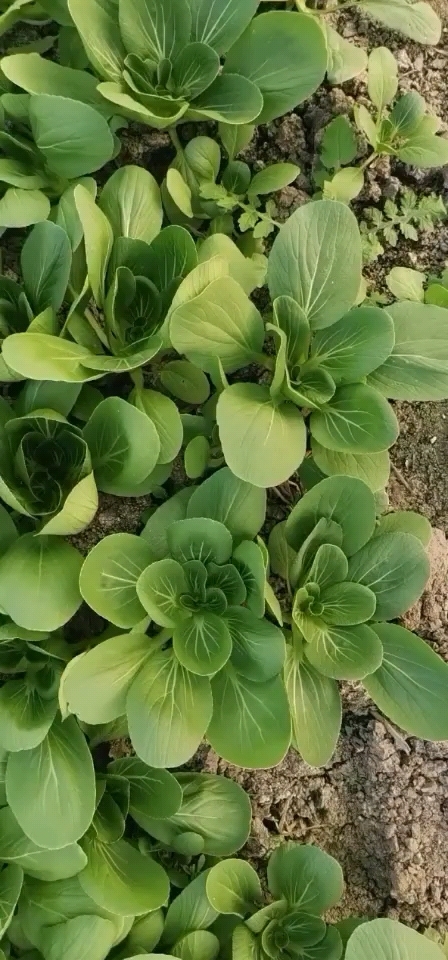 建湖县 向上海青，青梗菜