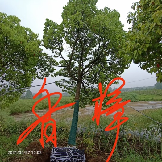 九江香樟  十年树木百年树人
言不伤人诺不轻许