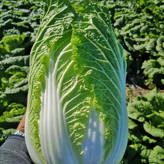 凌海市黄心大白菜 黄心  杠二大白菜市场货，无虫害病害烂根，3  4斤高点正好
