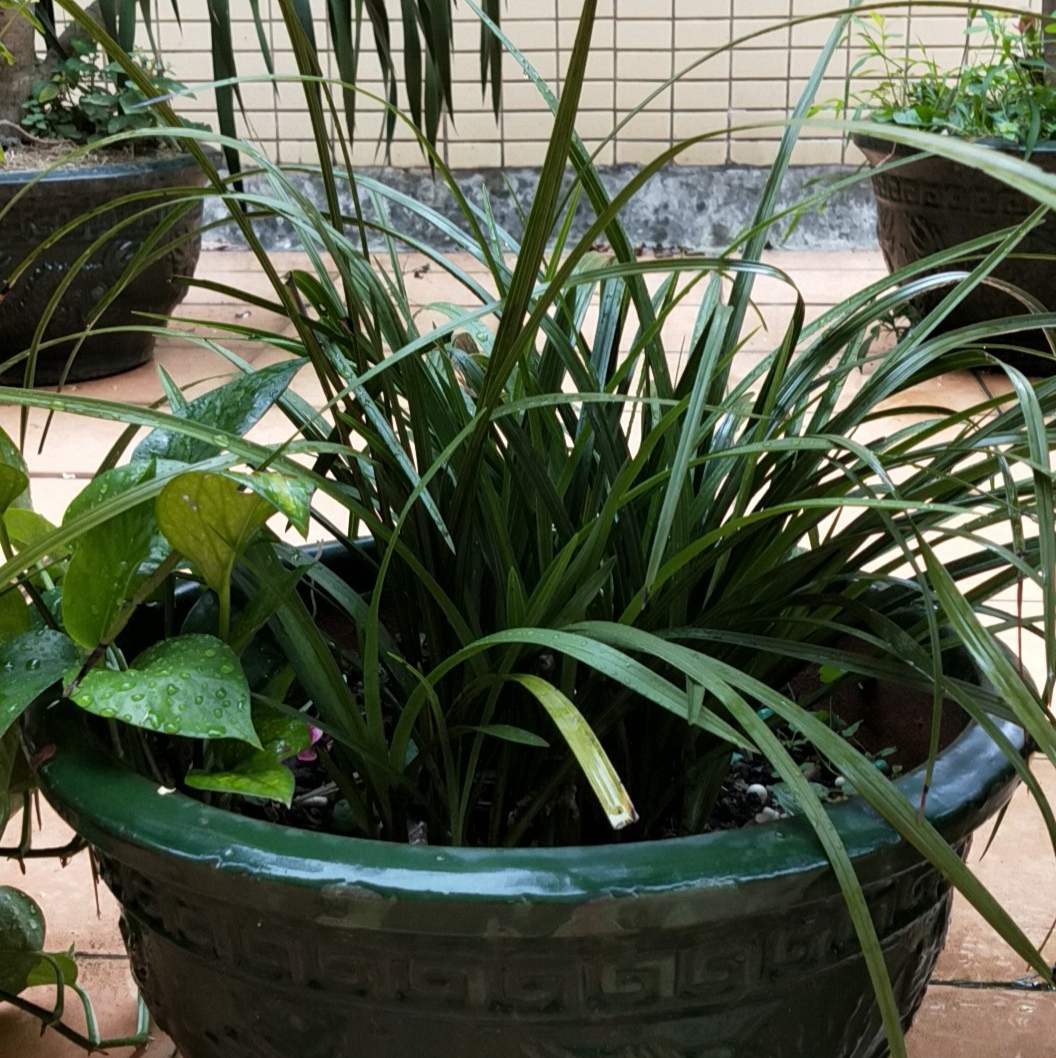 隨州蕙蘭下坡蘭花 大花蕙蘭大叢連體蘭花草苗香香綠植盆景