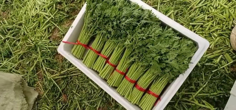 贺兰县茼蒿，别名黄帝菜