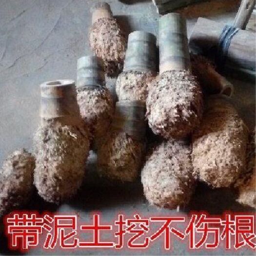 永安市楠竹根   有客户可联系！货包够 ！包好！