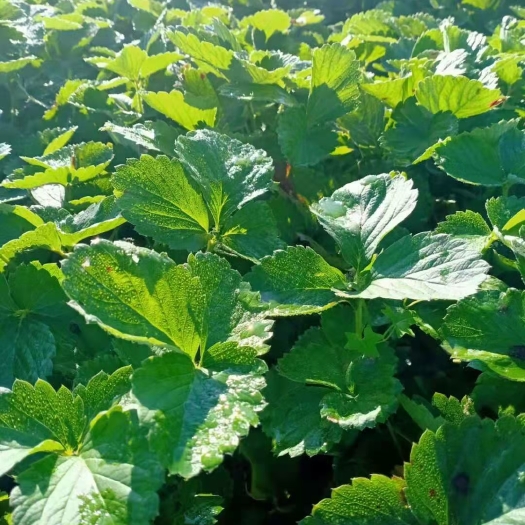沭阳县 优质草莓苗出售中
