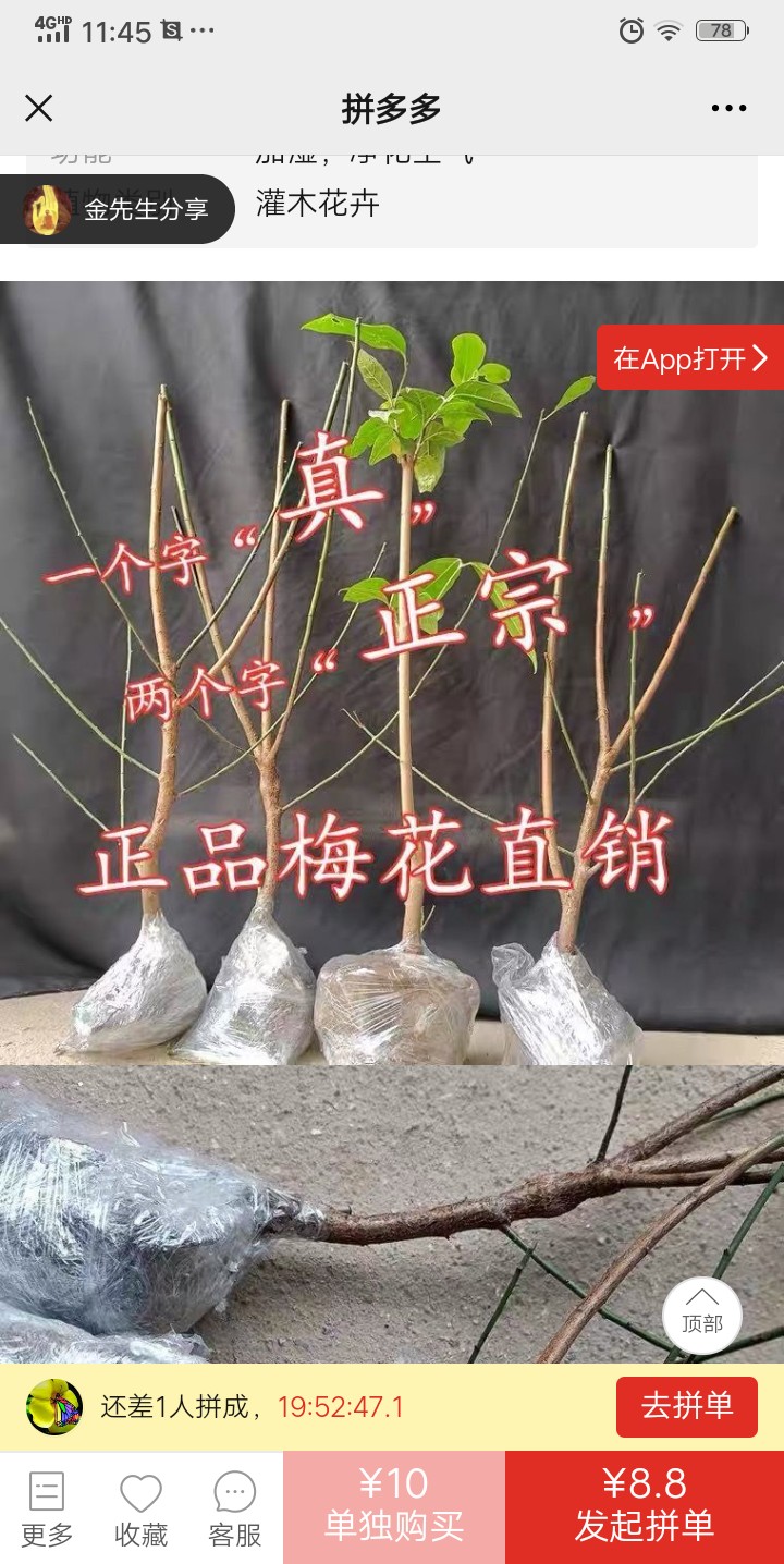 紅梅，綠梅，宮粉，美人梅多個品種梅花苗