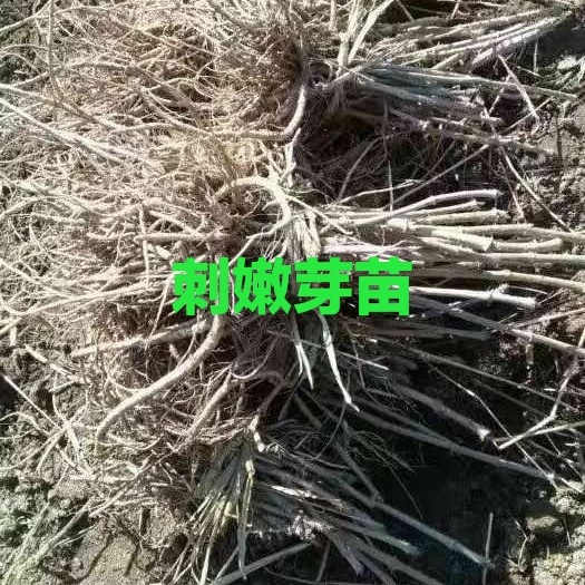 白山刺老芽苗  刺嫩芽苗。基地大量出售刺嫩芽苗。价格低。需要的联系