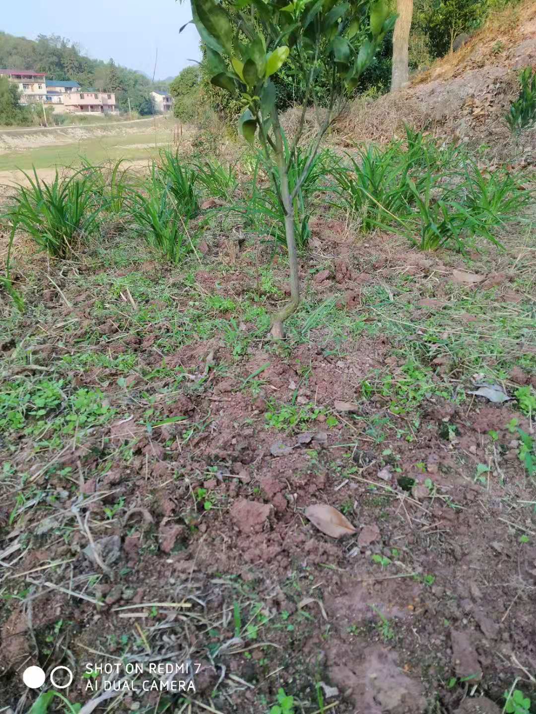 新鲜黄花菜根 金针根 萱草根