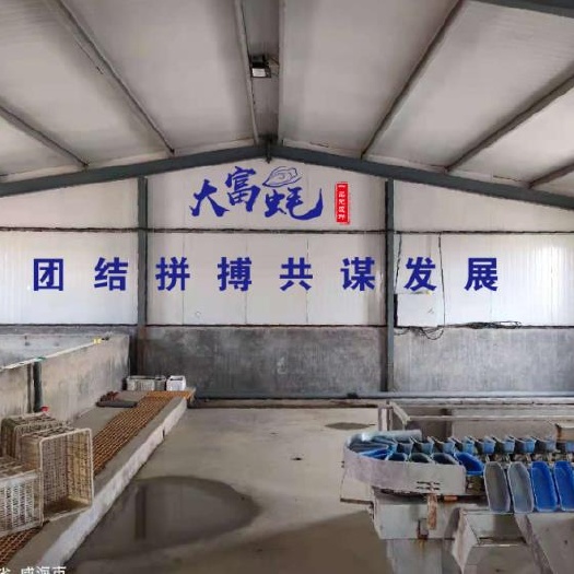 乳山市净化蚝  山东乳山牡蛎生蚝直发地，餐饮直供！肥度品质保障，售