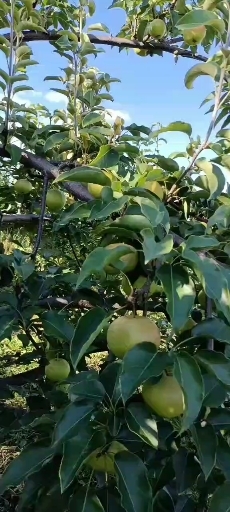柳河县苹果梨 吉林省通化市梅河口市