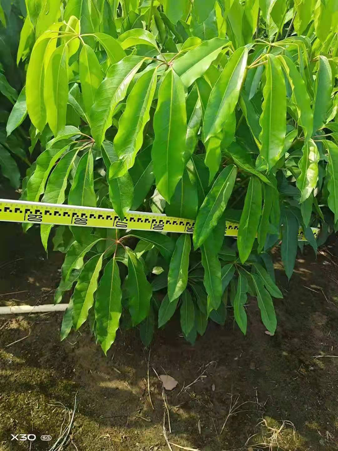 澳洲鸭脚木 大叶伞