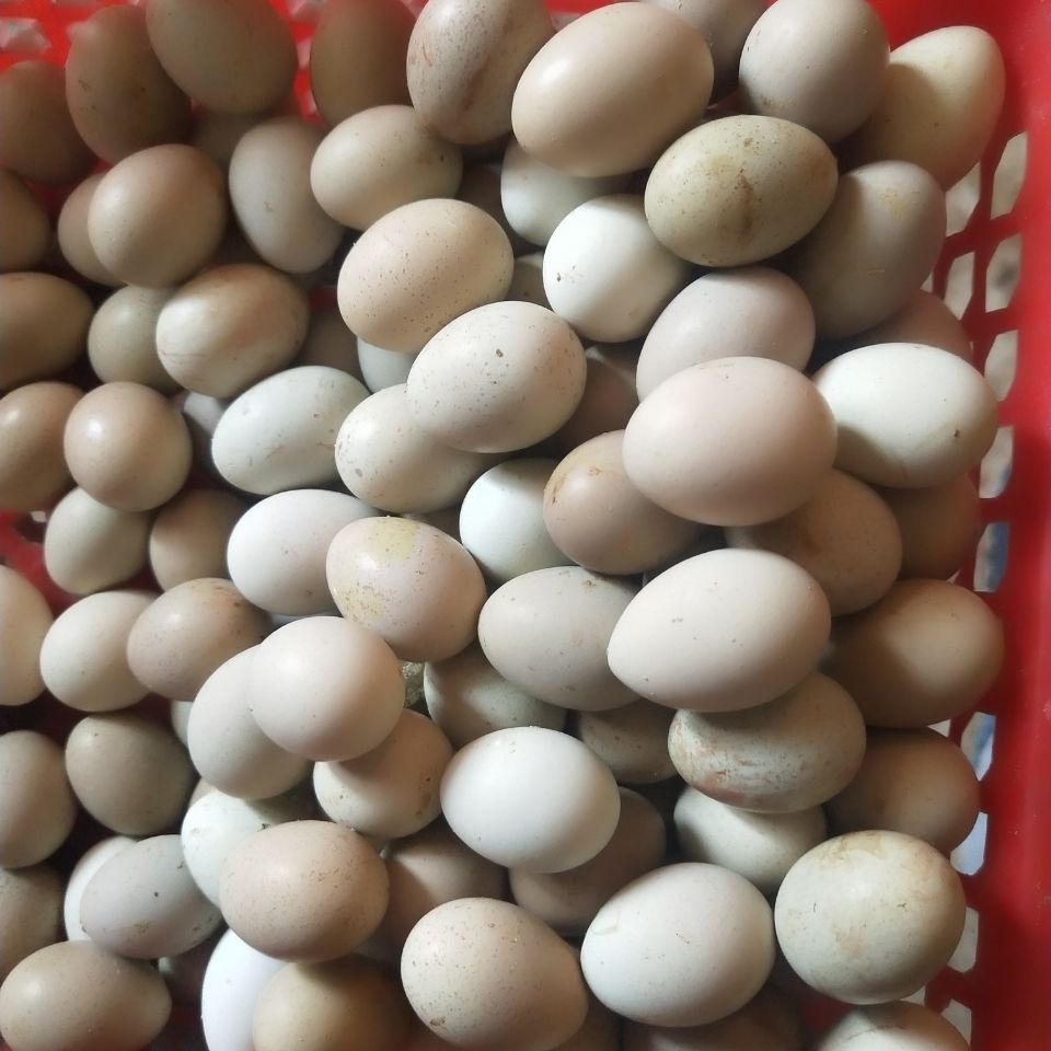 灌南县芦丁蛋 小码蛋 种蛋， 箱装
