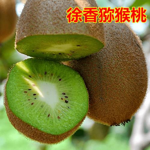 8亩徐香猕猴桃成熟开园，4万斤果实左右，个大皮薄