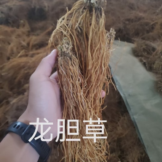 临沧 滇龙胆